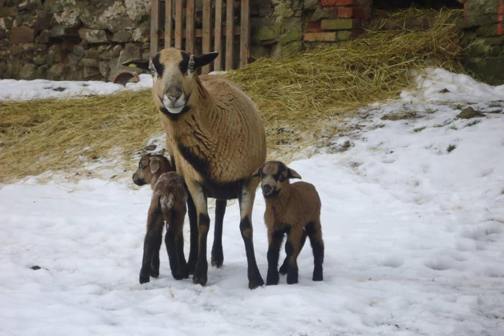 Sinnes Wandel Hof Serka Grimma Dış mekan fotoğraf